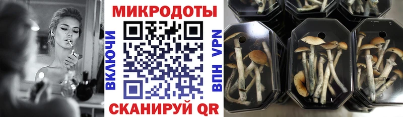 Псилоцибиновые грибы Psilocybine cubensis  где купить   Новосиль 